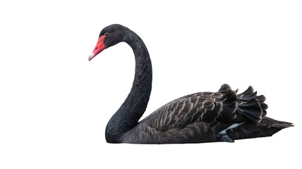 Fototapeta premium A black swan with a red beak swimming in the water with a dark background in a portrait view on transparent background