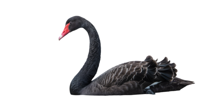 A black swan with a red beak swimming in the water with a dark background in a portrait view on transparent background