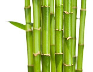 Obraz premium Close-up of vibrant green bamboo stalks