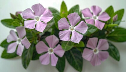 Vinca