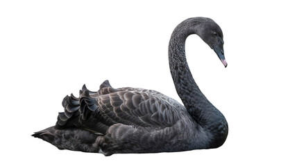 A black swan with its head turned to the side resting on a black background in a studio shot on transparent background