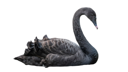 A black swan with its head turned to the side resting on a black background in a studio shot on transparent background