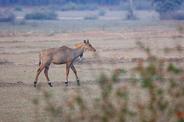 The Blue Bull (Boselaphus tragocamelus), or Nilgai, is a prevalent antelope species inhabiting the Bandhavgarh National Park in Madhya Pradesh, India.