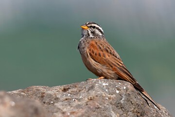 Striolated Bunting (Emberiza striolata) spotted in Pune, Maharashtra, India.
