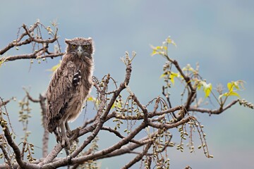 Brown Fish Owl (Ketupa zeylonensis) captured in its natural habitat within Pune, Maharashtra, India.
