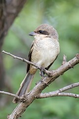 Immature Long-tailed Shrike (Lanius schach) spotted in Pune, Maharashtra, India.