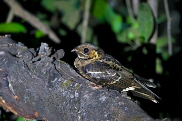 Captivating snapshot of the Jerdon's Nightjar (Caprimulgus atripennis) in its natural habitat, Banda, India.