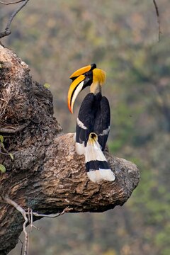 Male Great Indian Hornbill (Buceros bicornis) sighted in Mangaon, Maharashtra, India.