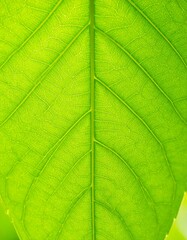 Obraz premium Close-up of a vibrant green leaf (14)