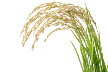 Ear of rice showcasing its delicate grains on a transparent background, representing agricultural bounty and nature's beauty