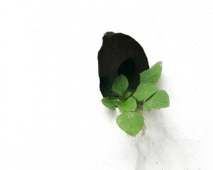  Green Plant Sprouting from Hole in White Concrete Wall