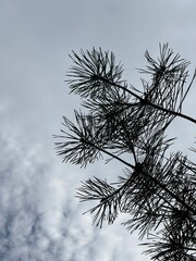 Pine branch against a blue sky with white clouds. A bright, fresh shot of nature.