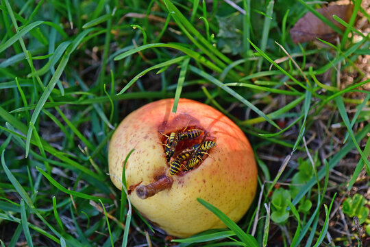 fallen and rotten pear with wasps in summer in Germany