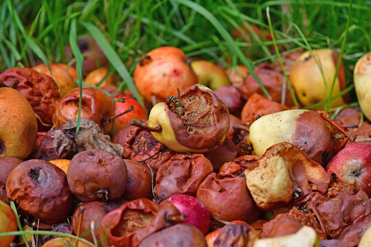 allen and rotten apples and pears with wasps in summer in Germany