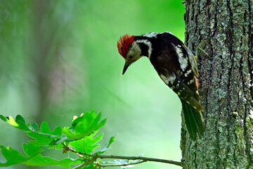 Mittelspecht sitzt an einer Eiche // Middle spotted woodpecker (Leiopicus medius)