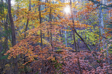 Sun shining through the foliage in the forest in autumn