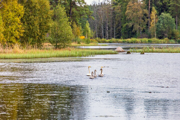 Whooper swans with young birds swimming in a forest lake with beautiful autumn colours