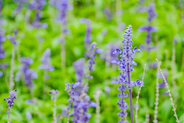 vivid violet delphinium flower fields in the garden