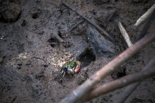 a small colorful fiddler crab standing cover a hole on the mud floor in swamp mangrove forest