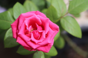 Beautiful dark pink rose in bloom 