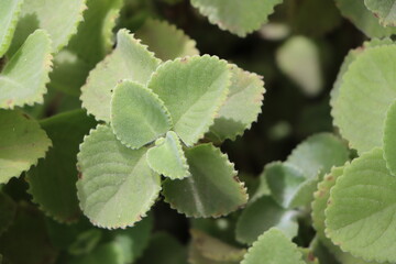 Indian borage or a Mexican mint