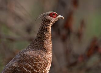 Close up portrait of kalij pheasant female in the forest. Selective focus.