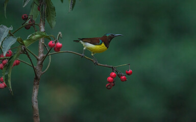 Purple rumped sunbird perched on a branch looking for food. 