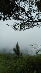 in the misty forest with many tree silhouettes around