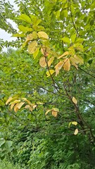 green trees against a blue sky, late summer, yellow leaves on a tree branch