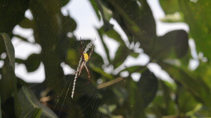 A brown, yellow-backed spider sits on its web waiting for prey.