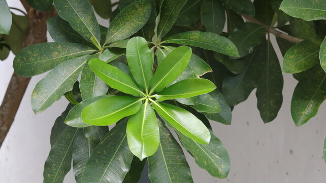 The young leaves of the blackboard tree or Devil's tree (Alstonia scholaris) are green and thick.
