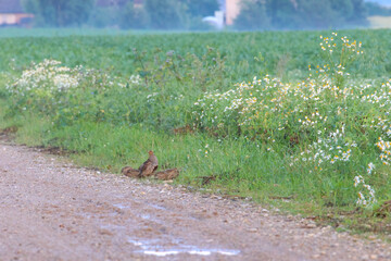 Partridge family walking along roadside in summer countryside scenery. A partridge family exploring roadside in lush green summer countryside scenery