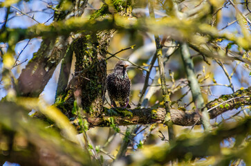 Common starling perched on tree branch. A Common starling with grey nape and black plumage perched on a bare tree branch in natural daylight, looking into the distance