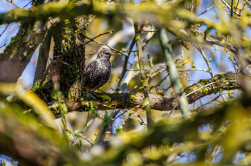 Common starling perched on tree branch. A Common starling with grey nape and black plumage perched on a bare tree branch in natural daylight, looking into the distance