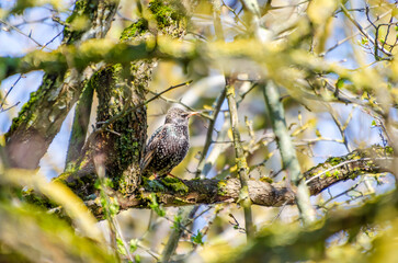 Common starling perched on tree branch. A Common starling with grey nape and black plumage perched on a bare tree branch in natural daylight, looking into the distance