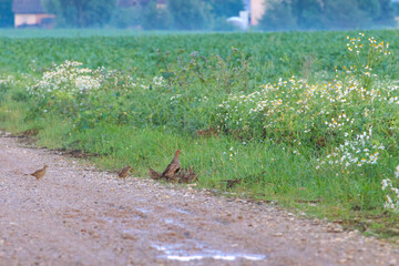 Partridge family walking along roadside in summer countryside scenery. A partridge family exploring roadside in lush green summer countryside scenery