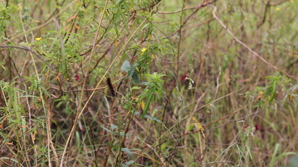 A dark brown caterpillar crawls on the bush