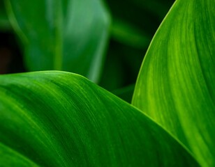 Close-up of vibrant green leaves (16)