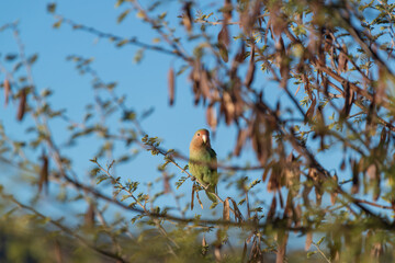 Inséparable rosegorge perché sur une branche