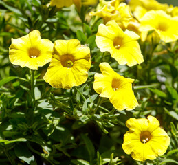 Bunch of yellow flowers with a green stem