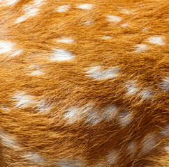 Brown and white animal with white spots
