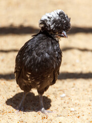 A black bird with a white head stands on a sandy ground