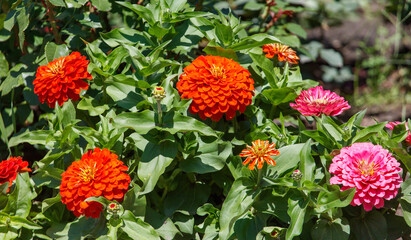 A bunch of flowers with orange and pink petals
