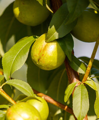 A bunch of green fruit hanging from a tree