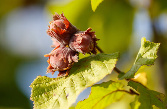 A cluster of hazelnuts is on a leaf