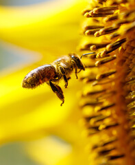 A bee is flying over a yellow flower