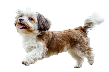 Playful dog runs joyfully with its tail in the air, enjoying a sunny day in a grassy park