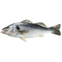 Side view of a fish against a black background.