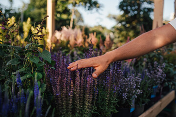 Hand touching lavender flowers in garden center.
