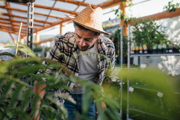 Obraz premium Garden store employee inspecting outdoor plants.